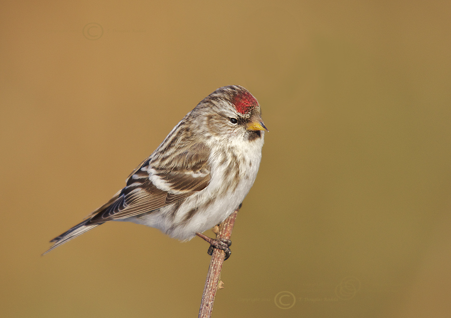 REDPOLL RODDA